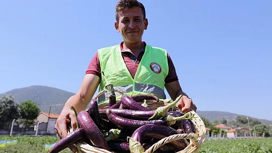 Ata tohumlarının hasadı başladı