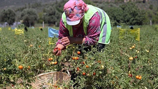 Ata tohumlarının hasadı başladı