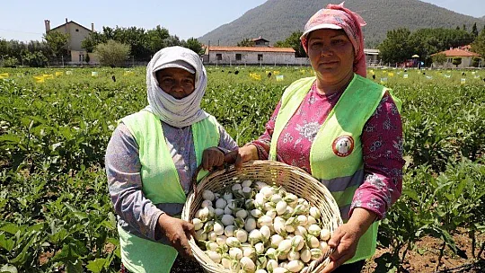 Ata tohumlarının hasadı başladı