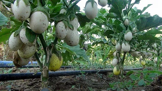Ata tohumlarının hasadı başladı