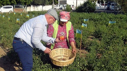 Ata tohumlarının hasadı başladı