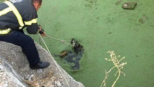 Atık su kuyusuna düşen yavru köpek için seferber oldular