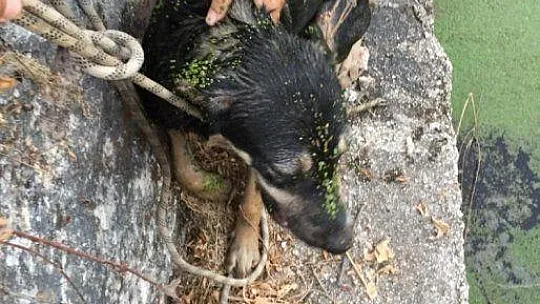Atık su kuyusuna düşen yavru köpek için seferber oldular