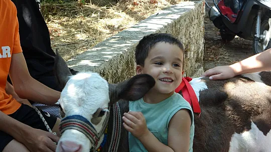 'Buzağı Güzellik Yarışması' düzenlendi