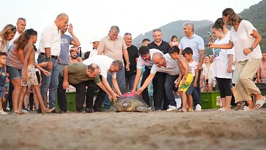 Tedavi edilen 8 kaplumbağa, denize bırakıldı