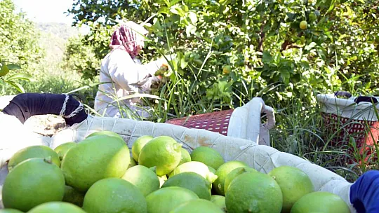 Muğlalı çiftçilerin sorunları Milletvekili Otgöz'e verildi