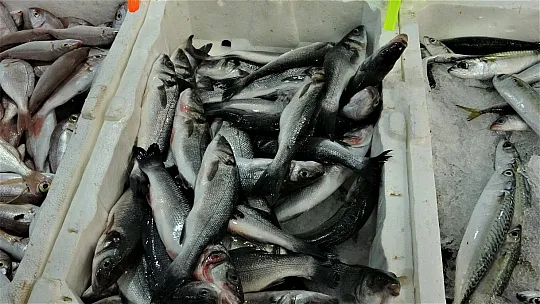 Taze Balıklar Tezgahlardaki Yerini Aldı