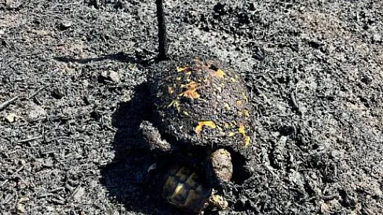 Alevlere karşı yavrusuna siper olan anne kaplumbağa görenleri duygulandırdı