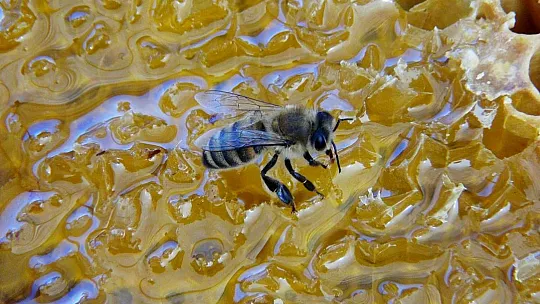 Çam balı rekoltesinde beklentiler gerçekleşmedi