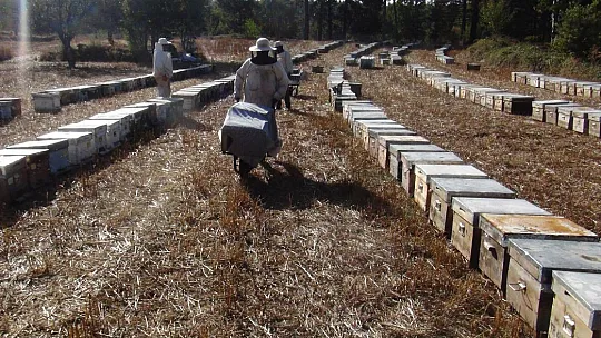 Çam balı rekoltesinde beklentiler gerçekleşmedi
