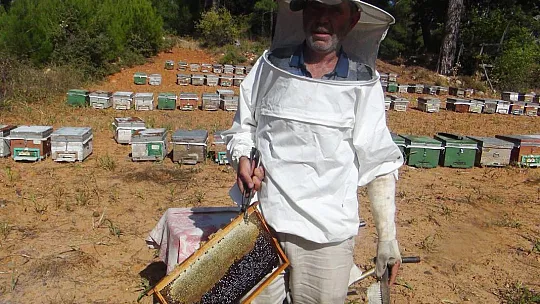 Çam balı rekoltesinde beklentiler gerçekleşmedi