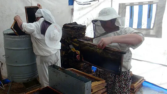 Çam balı rekoltesinde beklentiler gerçekleşmedi