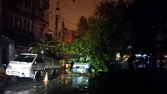 Üzerine ağaç düşen aracın sürücüsü yara almadan kurtuldu