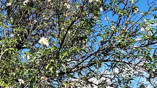 Badem ağaçları çiçek açtı