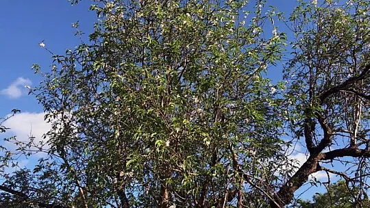 Badem ağaçları çiçek açtı