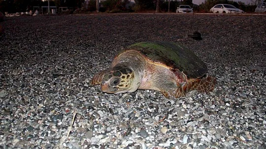 Tedavisi tamamlanan caretta caretta denize bırakıldı