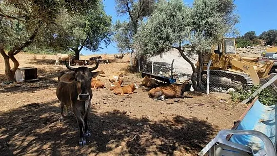 Tarihi kalıntılara aldırış etmeden yol açtılar