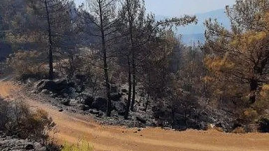 Köyceğiz orman yangını devam ediyor