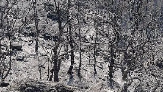 Köyceğiz orman yangını devam ediyor