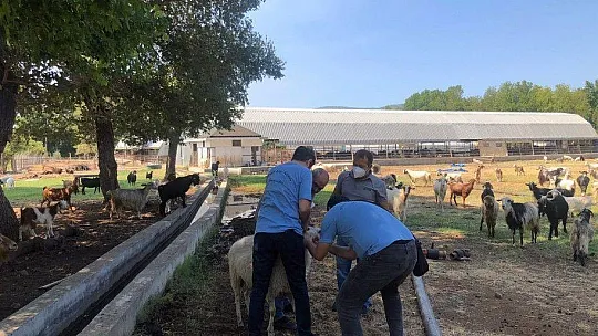 MSKÜ yangın yaralarının sarılması için sahada