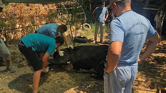 MSKÜ yangın yaralarının sarılması için sahada
