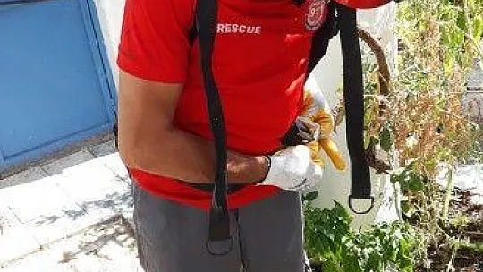 Su kuyusuna düşen yavru kedi kurtarıldı