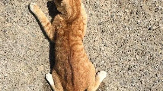 Mahalleli zehirlenen canlar için ayağa kalktı