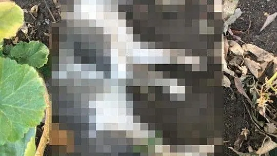 Mahalleli zehirlenen canlar için ayağa kalktı