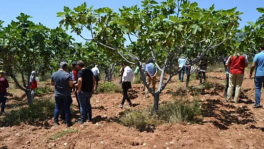 İncir üreticilerine uygulamalı eğitim