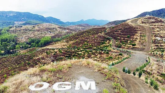 Yanan Alanların Tamamı Ağaçlandırıldı