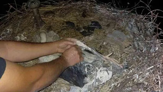 Ayağına ip dolanan Leylek kurtarıldı