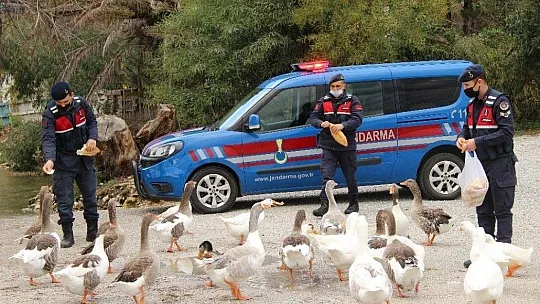 Azmak'taki ördekleri Jandarma besledi
