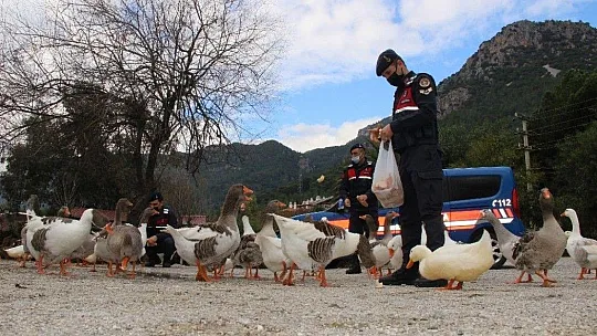 Azmak'taki ördekleri Jandarma besledi