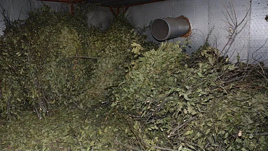 Defne Yaprağı Seydikemer'in Ekonomisini Canlandırıyor