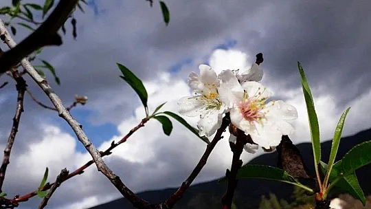 Badem ağaçları çiçek açtı
