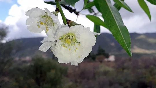 Badem ağaçları çiçek açtı