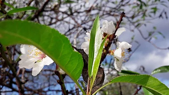 Badem ağaçları çiçek açtı