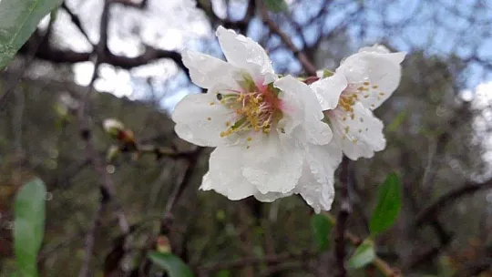 Badem ağaçları çiçek açtı