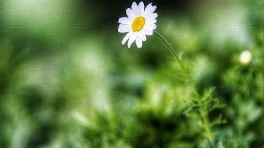 Baharın müjdecisi ilk cemre havaya düştü