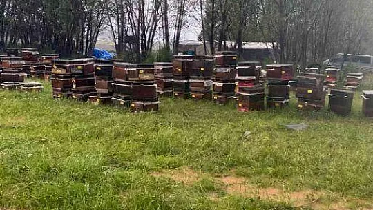 Bal üretiminde rekolte beklentisi arttı