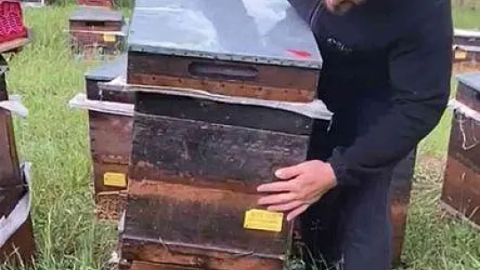 Bal üretiminde rekolte beklentisi arttı