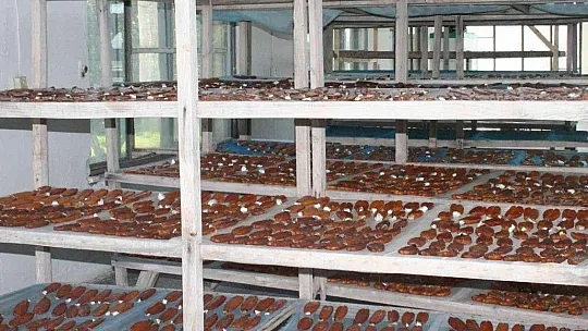 Balık yumurtası ve bottargada hedef 1 milyon kiloyu aşmak