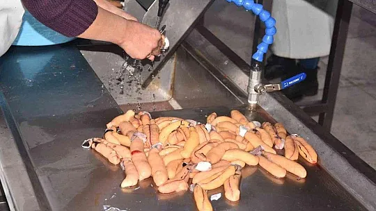 Balık yumurtası ve bottargada hedef 1 milyon kiloyu aşmak