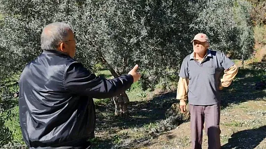 Zeytin üreticisine bahçede eğitim
