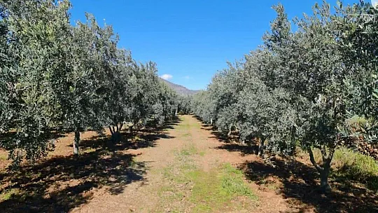 Zeytin üreticisine bahçede eğitim