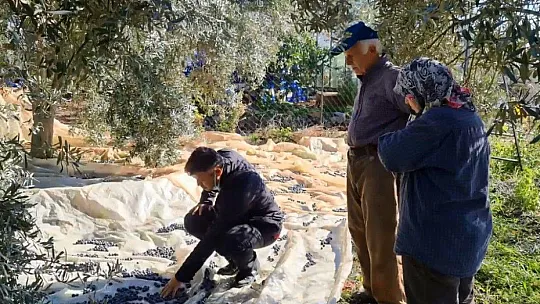 Zeytin üreticisine bahçede eğitim