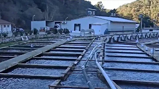 Fethiye'den Hollanda'ya alabalık ihracatı