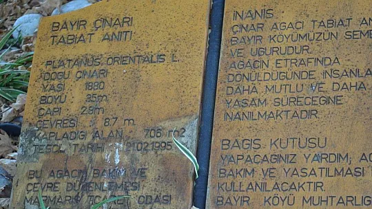 Bayır Mahallesi'nin simgesi çınar ağacı asırlara meydan okuyor