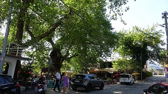 Bayır Mahallesi'nin simgesi çınar ağacı asırlara meydan okuyor