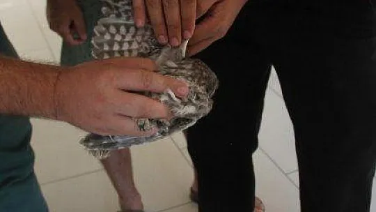 Yavru baykuş yetkililere teslim edildi